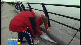 Davey Roberts  biggest cod in the river mersey [upl. by Cheslie]