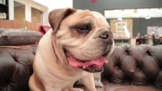 English Bulldog 101 Is a Bulldog Right For You [upl. by Kristien]