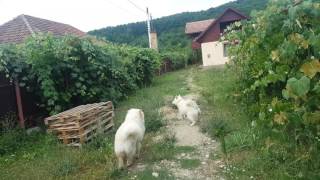 Chow Chow and a chow husky mix  Chowski  Chowsky  playing [upl. by Peugia]