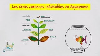 👩‍🎓 Les trois carences inévitables en aquaponie [upl. by Ennoitna]