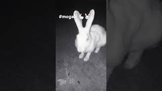 cutest mogali 🐰🐇 [upl. by Orgell]