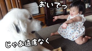 【祝！】妹が初めて「おいで！」をすると顔を埋めて甘える超大型犬が可愛いw｜グレートピレニーズ [upl. by Yerkovich]