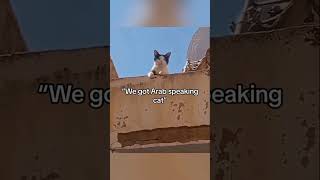 Cats can understand English cat pets funnypets funnycats shorts [upl. by Eilyk]