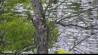 Great Crested Flycatchers Interact with Common Grackle at Nest Cavity Sapsucker Woods Pond Cam [upl. by Adnawot]