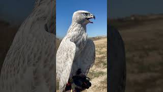 Goshawk Falconry falconry [upl. by Cummins]