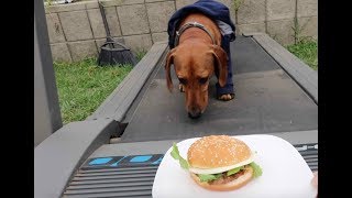 WIENER DOG TRAINS FOR WIENER OLYMPICS HILARIOUS [upl. by Charo827]