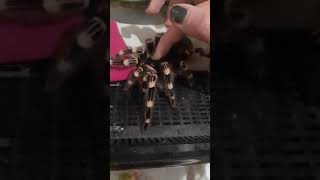 Petting an quotaggressivequot tarantula Acanthoscurria geniculata [upl. by Emorej]