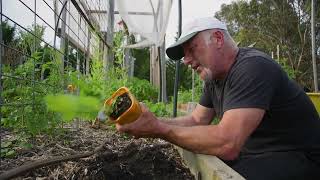 Planting Horseradish [upl. by Palgrave]