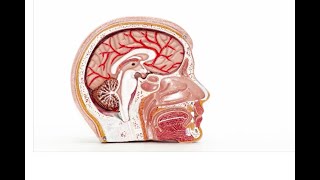 VA Rating for Central Nervous System and Neuromuscular Diseases [upl. by Nurse]