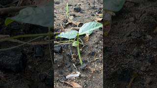 Growing cowpeas timelapse from seeds to leaves harvesting [upl. by Nitsuj6]