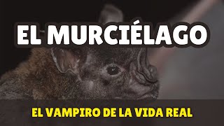 🦇 Sonidos Secretos el Asombroso Mundo de los Murciélagos 🌌 [upl. by Atteloj]