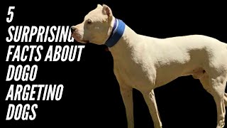 5 SURPRISING FACTS ABOUT DOGO ARGENTINO DOGS [upl. by Yrolam652]