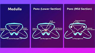 Why Does the Facial Nerve Loop Around the Abducens Nucleus Unraveling the Facial Colliculus Mystery [upl. by Ecirtam]