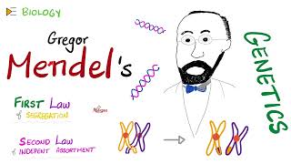 1st amp 2nd Mendelian Laws  Genetics 🧬 [upl. by Boaten]