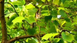 European Goldfinch Call Birds Goldfinch Call [upl. by Orabla]