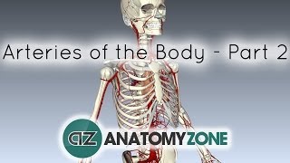 Arteries of the body  PART 2  Anatomy Tutorial [upl. by Lapo614]