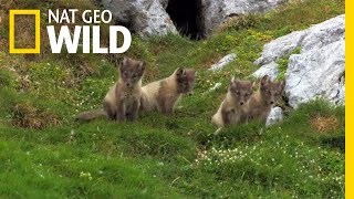 The Arctic Fox Looks For a Meal  Nat Geo Wild [upl. by Vi]