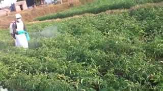 FARMING PESTICIDES INSECTICIDES spraying with safety precautions [upl. by Arihay]