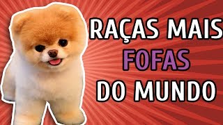 10 RAÇAS DE CACHORRO MAIS FOFAS DO MUNDO [upl. by Priscella551]