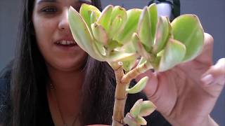 I got a box Succulent Unboxing [upl. by Mortensen]