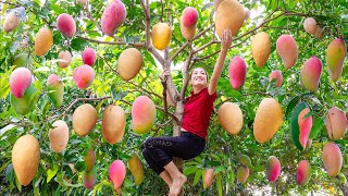 Harvesting PINK MANGO Goes to the market sell  Make Breaded Pork  Lý Thị Linh [upl. by Arua]