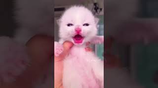 cat cute kitty kittey pets caty shortvideos relaxing ytshort cutecat kitten funnycutekit [upl. by Redmond893]