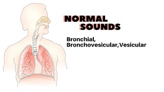 three normal sounds of the lung Bronchial Bronchovesicular and vesicular [upl. by Eninaej]