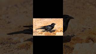 🌟 Welcome to Episode 1 of BIRDS OF KSA 🌟  Tristrams Starling [upl. by Chapell458]