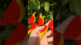 Como cuidar das Heliconias heliconia plantas flores [upl. by Noble]