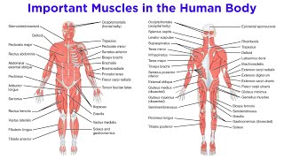 The Muscular System [upl. by Goldshell]