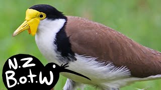 Spurwinged plover  New Zealand Bird of the Week [upl. by Sherard]