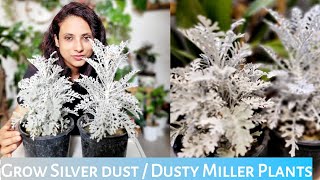 Silver Dust PlantDusty Miller Plant Cares  How To Grow Silver dust  A Complete Care amp Tips [upl. by Richard931]