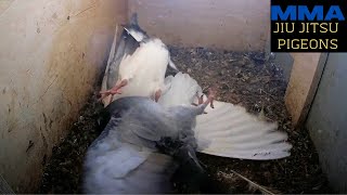 Craziest Pigeon MMA Fight EVER Pigeon gray tries to take nest over but Dad white to the rescue [upl. by Clapper]