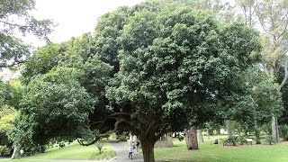 Plant ID Tulipwood Harpullia pendula [upl. by Nylecyoj]