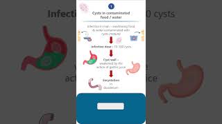 Giardia lambliaLife cycle parasitology microbiology pathology neet neetpg lifecycle science [upl. by Euk]