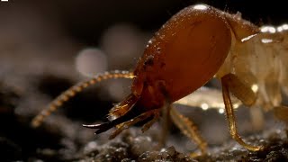 Inside A Termite Fortress  Seasonal Wonderlands  BBC Earth [upl. by Snah]