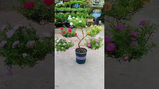 Multi colour flower🌺 plants idea💡केसा लगा मुजे बताना  shorts gardening [upl. by Booth]