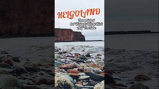 HELGOLAND  Demnächst bei WeigelsWildeWelt auf YouTube 😍 natur nature vögel [upl. by Tezzil]