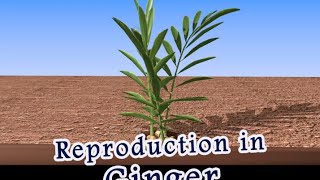 ginger giving birth  how pregnancy or  Vegetative propagation in Ginger [upl. by Constantine]