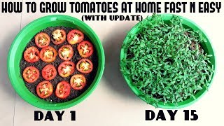 Grow Tomatoes from Tomatoes Easiest Method Ever With Updates [upl. by Oravla]