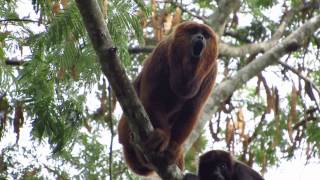 Ronco do Bugio Alouatta guariba clamitans [upl. by Frasch]