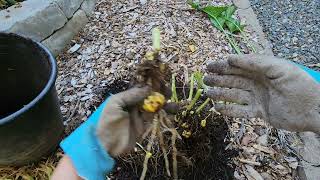 Propagating Asiatic Lily [upl. by Fadden]