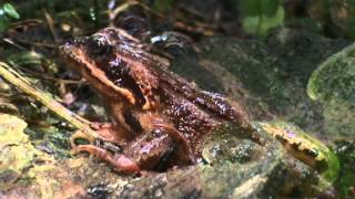 Grenouille rousse  Common frog Vosges [upl. by Wassyngton43]