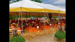 Crazy Awesome Pumpkins at Lambs Produce [upl. by Akkimat]