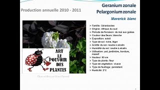 conseils jardinageGeranium zonale pelargonium zonale Maverick blancfiche technique plante annuelle [upl. by Hertberg]