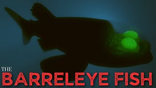 The Barreleye Fish  Spookfish [upl. by Llesig107]