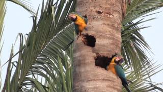 Blue and yellow Macaw on the nest [upl. by Kan]