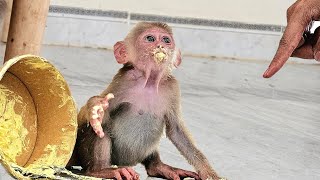 Smart little monkey secretly eats cream cakes mixes soil to grow aloe vera sycamore and onions [upl. by Assiral524]