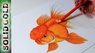 Red Oranda quotRiverquot  Solid Gold Sketchbook [upl. by Akenet]