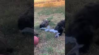 Bouvier des Flandres puppies bouvierdesflandres dogshorts farmlife doglife dogsofinstagram [upl. by Ateuqram616]